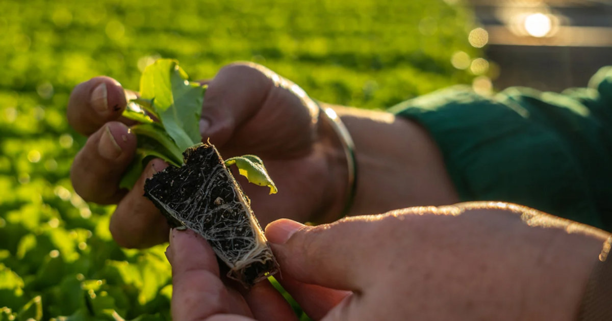 Withcott Seedlings Racking Withcott Seedlings | High-Quality Vegetable & Tree Seedlings for Australia