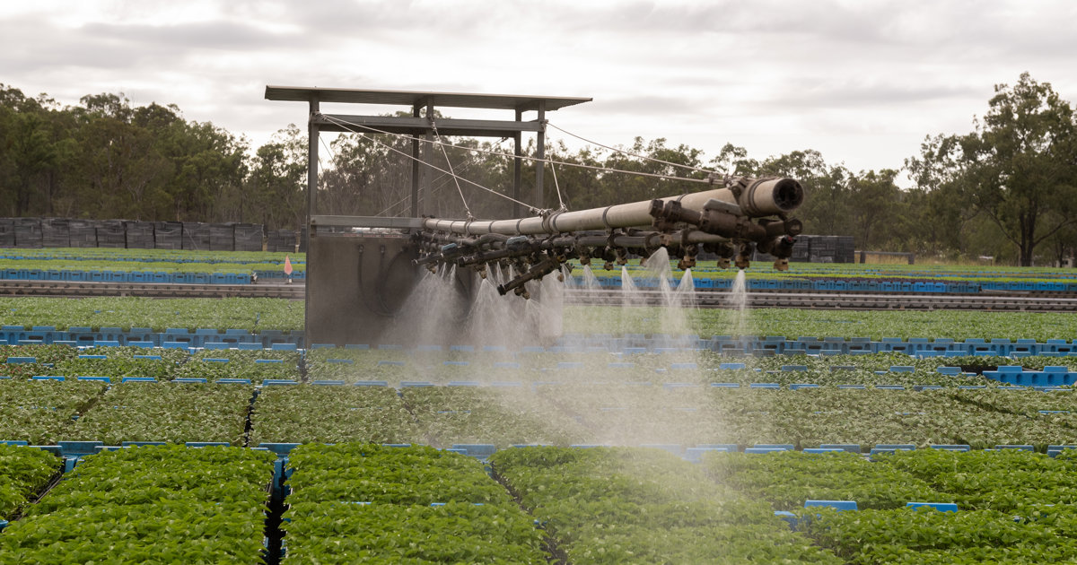 Withcott Seedlings Racking Environmental Impact | Sustainable Practices at Withcott Seedlings