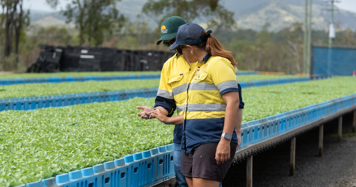 Withcott Seedlings Racking Sustainability | Committed to a Greener Future at Withcott Seedlings